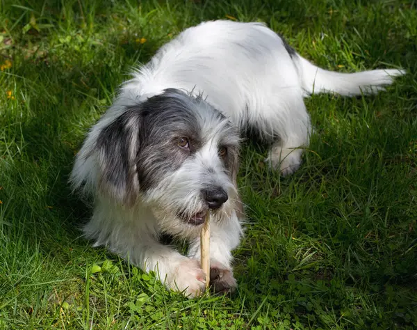 小さな犬は緑の草の上に骨を噛む ロイヤリティフリーのストック画像