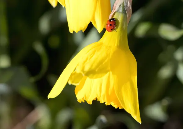 Amarelo Flor Narciso Com Uma Joaninha Fotografia De Stock