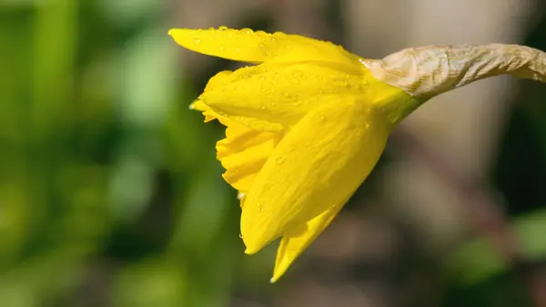 Bright Yellow Daffodil Garden Stock Picture