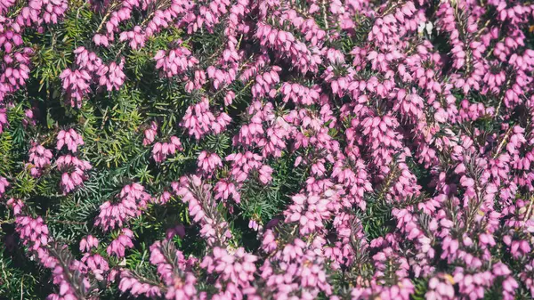 Pink Heather Close View Royalty Free Stock Images