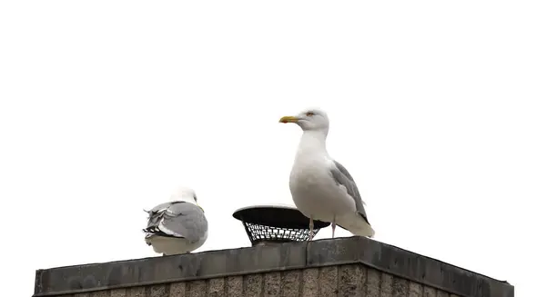 Two Seagulls Sitting Chimney Stock Image