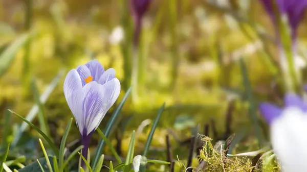 White Purple Crocus Flowers Spring Time Royalty Free Stock Images