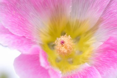 Pink hollyhock flower blossom in the close up view, shallow depth of field clipart