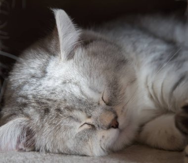 Uyuyan sevimli gri İngiliz Shorthair kedisine yakın çekim