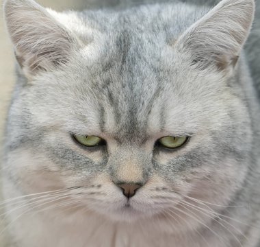 Şirin, gri bir İngiliz Shorthair Cat 'in yakın çekimi