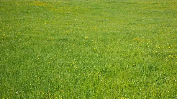 taze yeşil çim alan