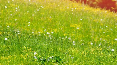 Bahar yeşil dağ çayır