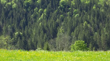 İlkbaharda yeşil otlarla Alpler 'de manzara