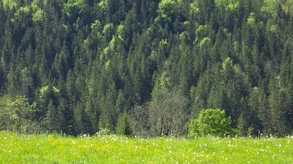 İlkbaharda yeşil otlarla Alpler 'de manzara