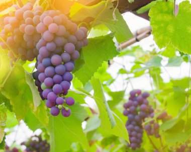 Sarmaşıkta asılı kırmızı üzümler