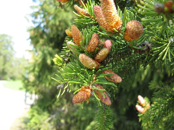 European Spruce Young Buds Flowers Young Cones — Stock Photo, Image