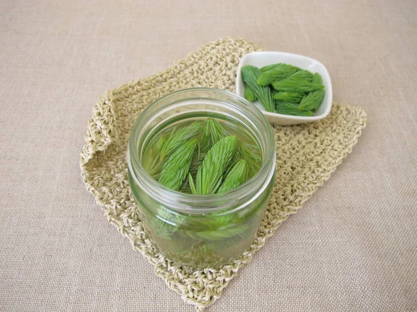 Spruce Tips Syrup Cold Medicine Fresh Shoots Tree — Stock Photo, Image