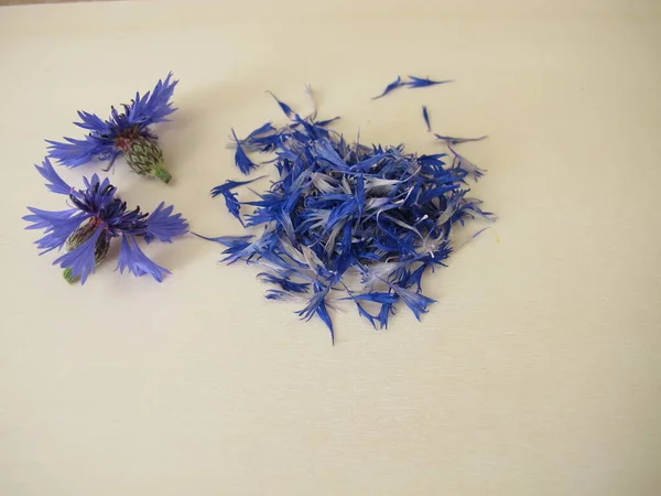 干枯的蓝色玉米花花瓣 — 图库照片