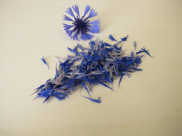 Pétalos Flor Aciano Azul Seco — Foto de Stock