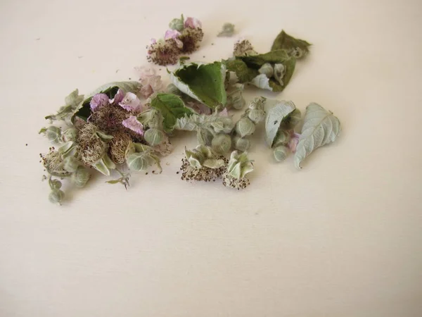 干枯的黑莓叶和香草茶的花朵 — 图库照片