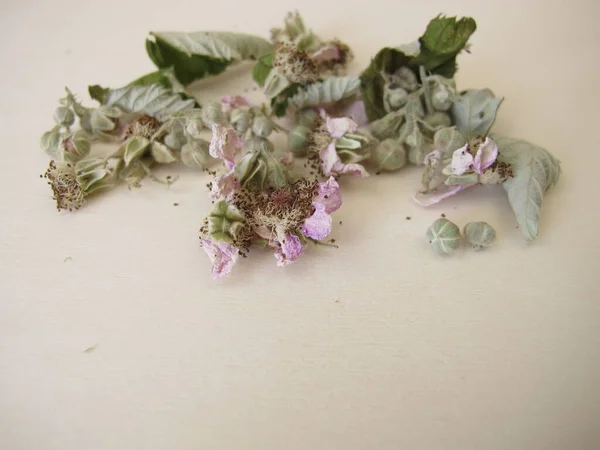 Bitki Çayı Için Kurutulmuş Böğürtlen Yaprakları Çiçekler — Stok fotoğraf