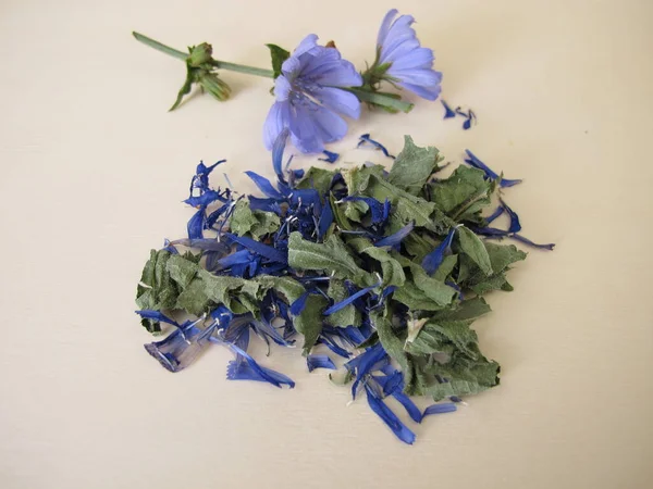 Čajové Bylinky Sušenými Listy Čekanky Květy Cichorii Herba — Stock fotografie