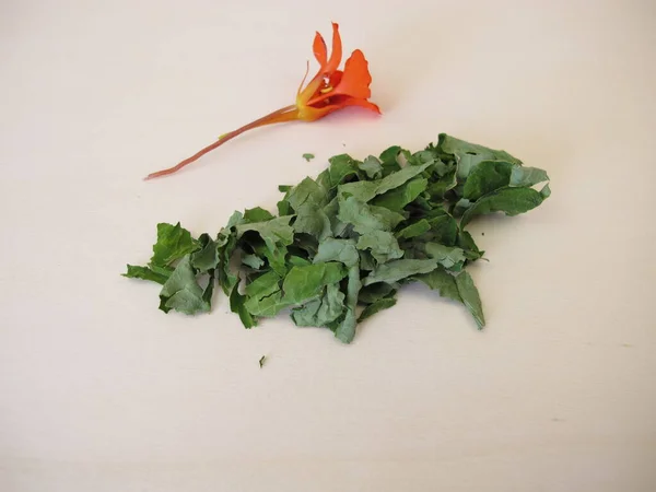 Dried Garden Nasturtium Herbs Tropaeoli Herba — Stock Photo, Image