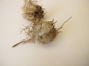 Sisli aşkın tohum kapsülü, Nigella Damascena