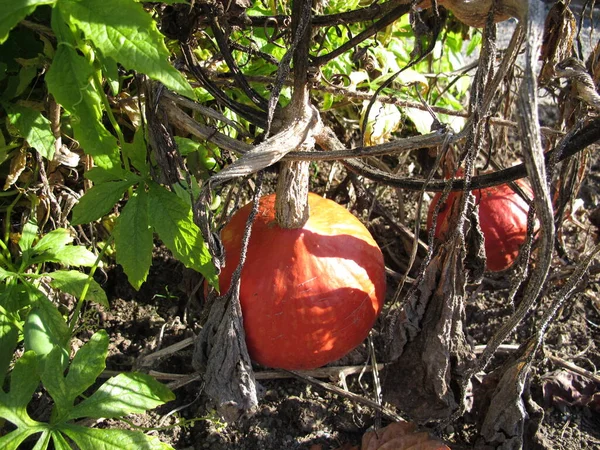 Red kuri squash in a vegetable patch in garden