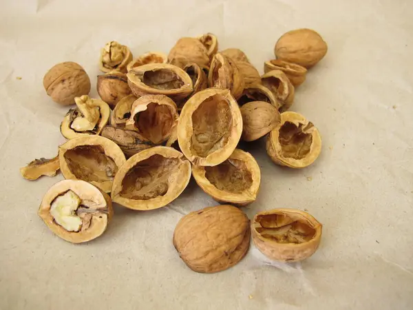 stock image Nut shells for craft, halved walnut shells on paper