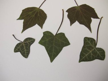 Kağıt üzerinde sıkıştırılmış ve korunmuş sarmaşık yaprakları