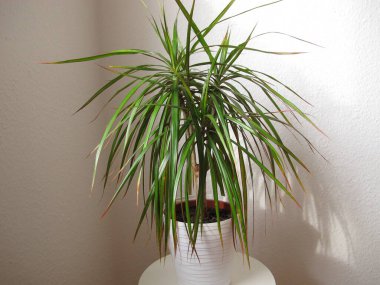 Bir odanın köşesindeki taburede ejderha ağacı, Dracaena reflexa