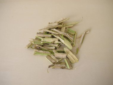 Sambucus Nigra 'nın iliğiyle küçük parçalara ayrılmış genç siyah yaşlı bir ağaç.