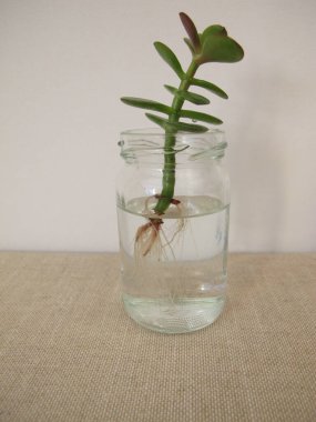 Para ağacı bir bardak suyla yeni kökler kesiyor.