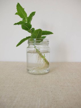 Su bardağında kökleri olan bir nane şekeri.