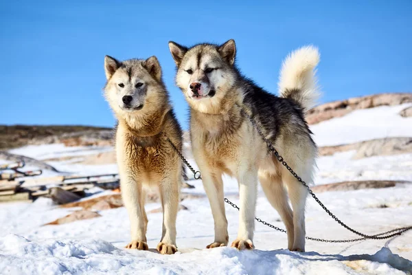 Две Санные Собаки Кулусуке Восточная Гренландия — стоковое фото