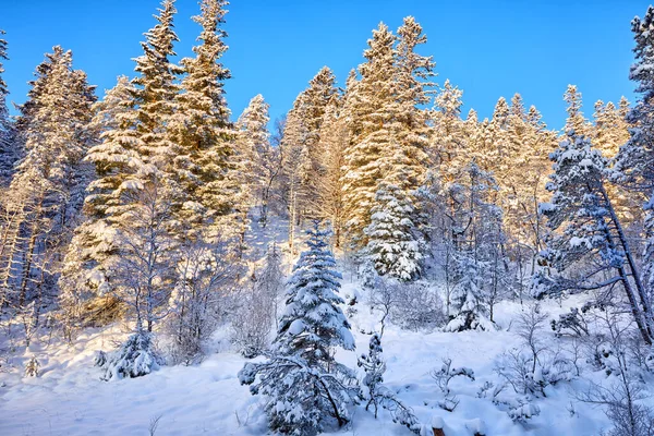 Krajobraz Góry Floyen Zimą Zaśnieżonym Lasem Bergen Norwegia Obrazek Stockowy