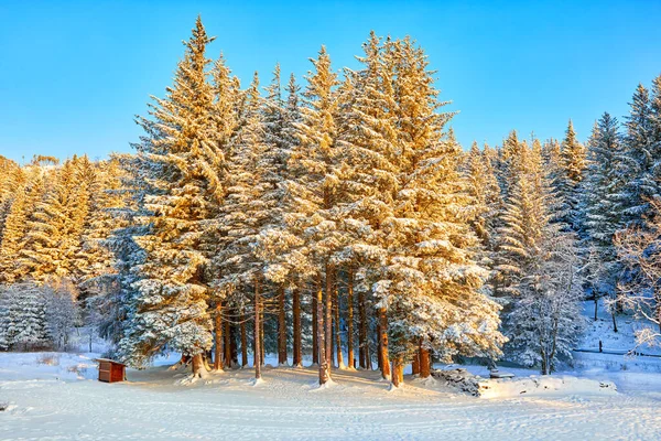 スノーパインツリー ベルゲン ノルウェーのマウントフロイヤーの冬の風景 ロイヤリティフリーのストック写真