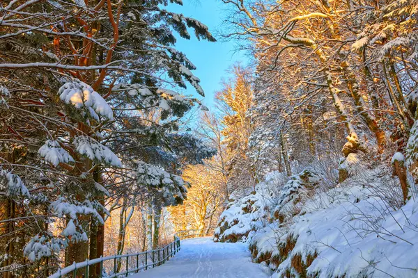 在挪威卑尔根 冬季太阳升起时爬上弗洛伊德山的路径 免版税图库照片