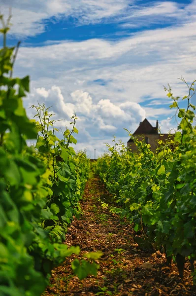Pinot Noir Grapevines Старом Винограднике Бургунди Франция Стоковое Фото