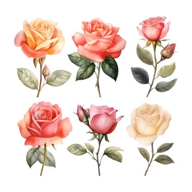 Güzel suluboya güller.