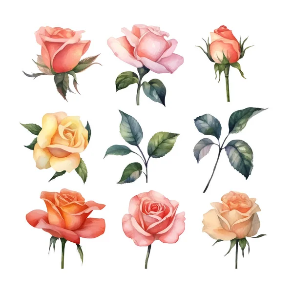 ดดอกก หลาบส สวยงาม — ภาพเวกเตอร์สต็อก