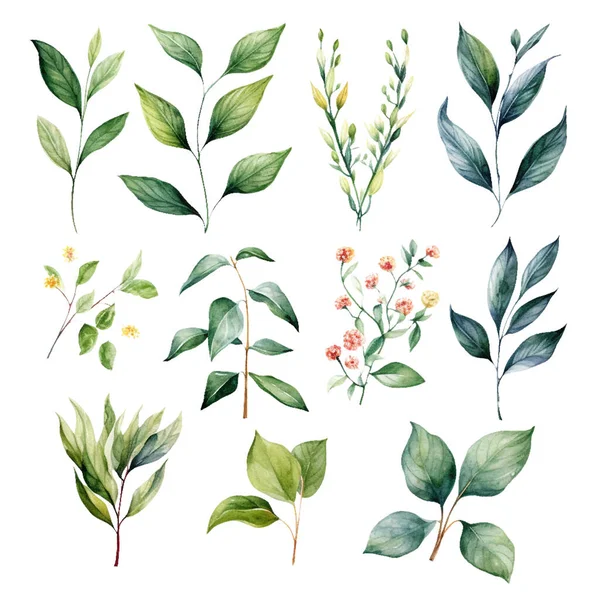 美しい水彩の緑の葉と花のセット — ストックベクタ