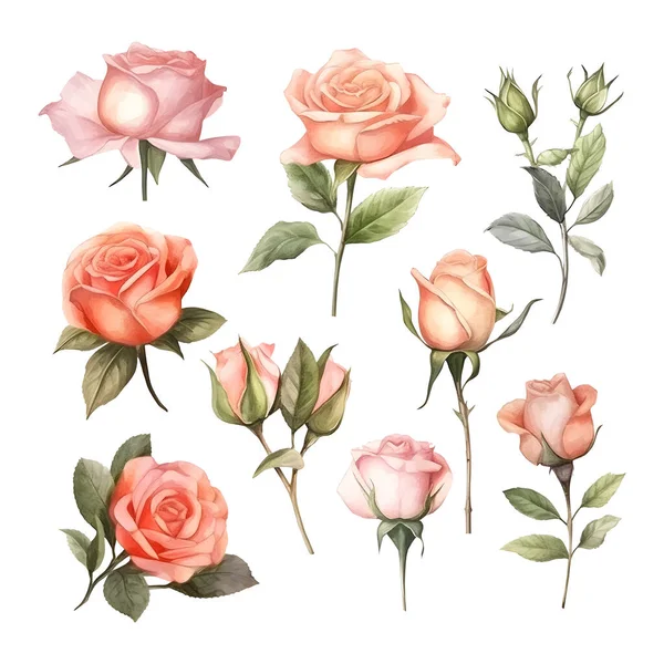 美しい水彩画のバラのセット — ストックベクタ