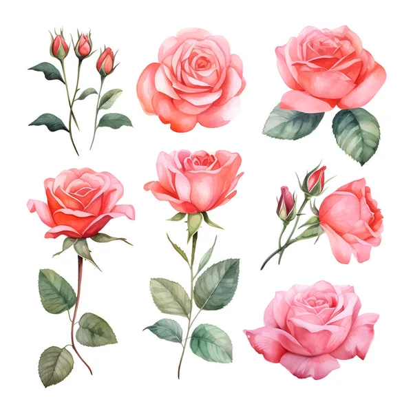 Conjunto Hermosas Rosas Acuarela — Archivo Imágenes Vectoriales