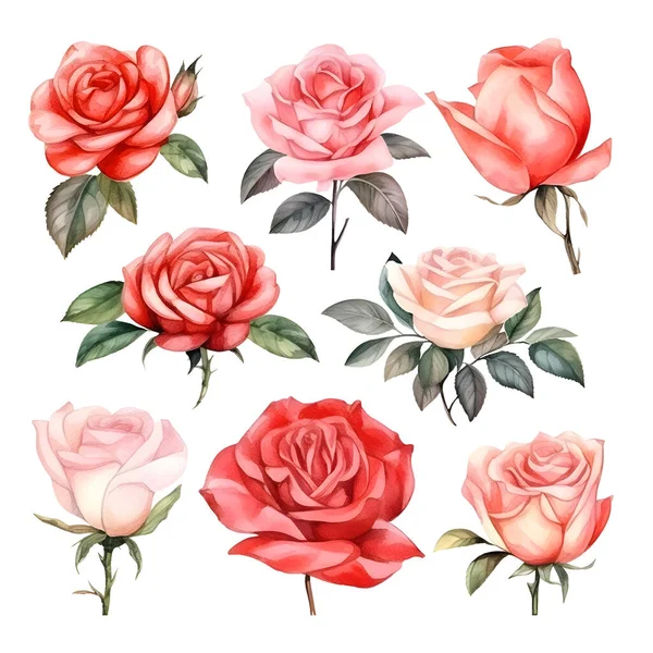 美しい水彩画のバラのセット — ストックベクタ