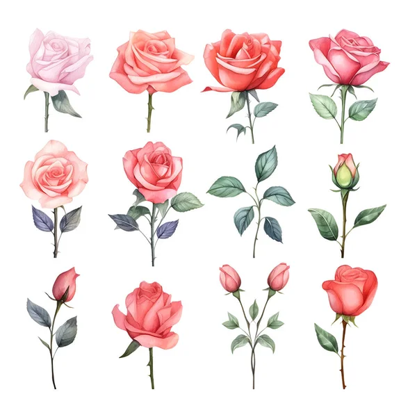 Conjunto Hermosas Rosas Acuarela — Archivo Imágenes Vectoriales
