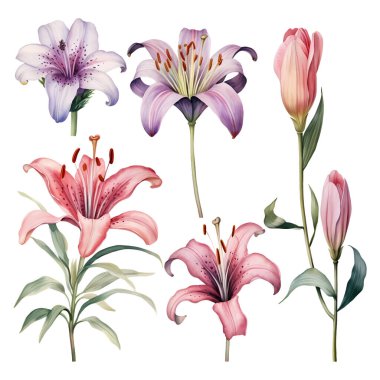 Güzellik suluboya vektör zambakları kümesi