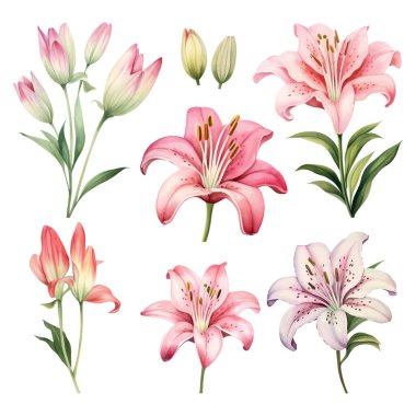 Suluboya vektör seti. Güzel zambaklar.