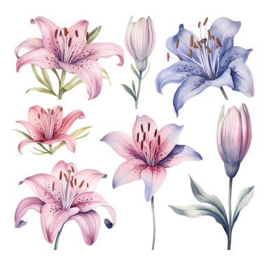 Suluboya vektör seti renkli zambaklar