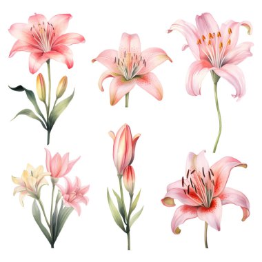 Suluboya vektör kümesi pembe zambaklar