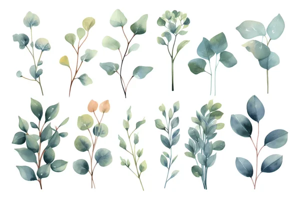 Uppsättning Skönhet Akvarell Vektor Grenar Eukalyptus — Stock vektor