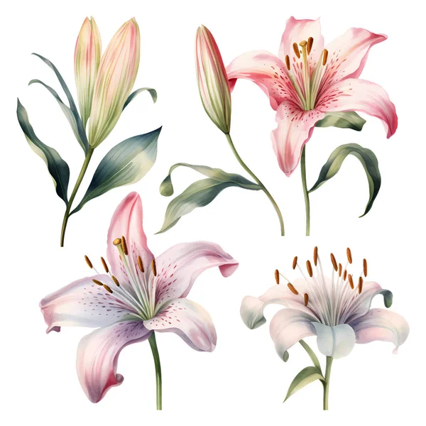 Állítsa Akvarell Vektor Gyönyörű Liliomok — Stock Vector