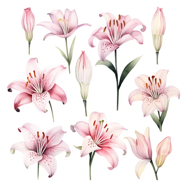 Sada Akvarel Vektor Krásné Růžové Lilie — Stockový vektor