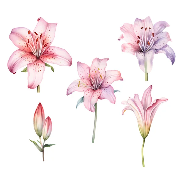 Set Watercolor Vector Beauty Pink Lilies — Stock Vector